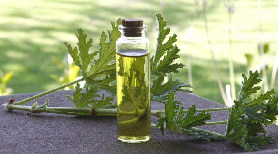 Massage of Lavender oil